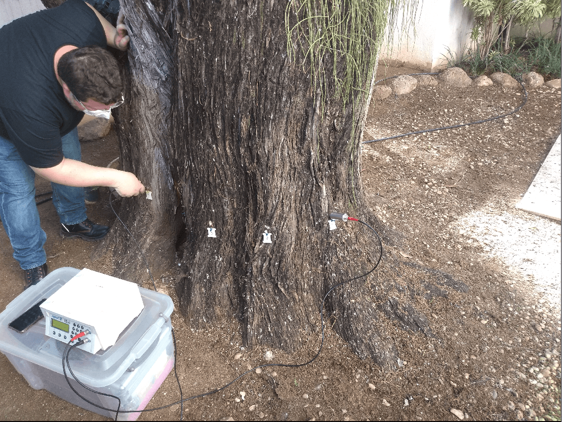 Avaliação do Risco de Queda em Árvores Urbanas