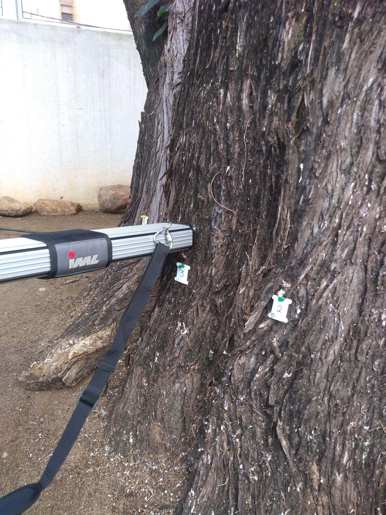 Avaliação do Risco de Queda em Árvores Urbanas